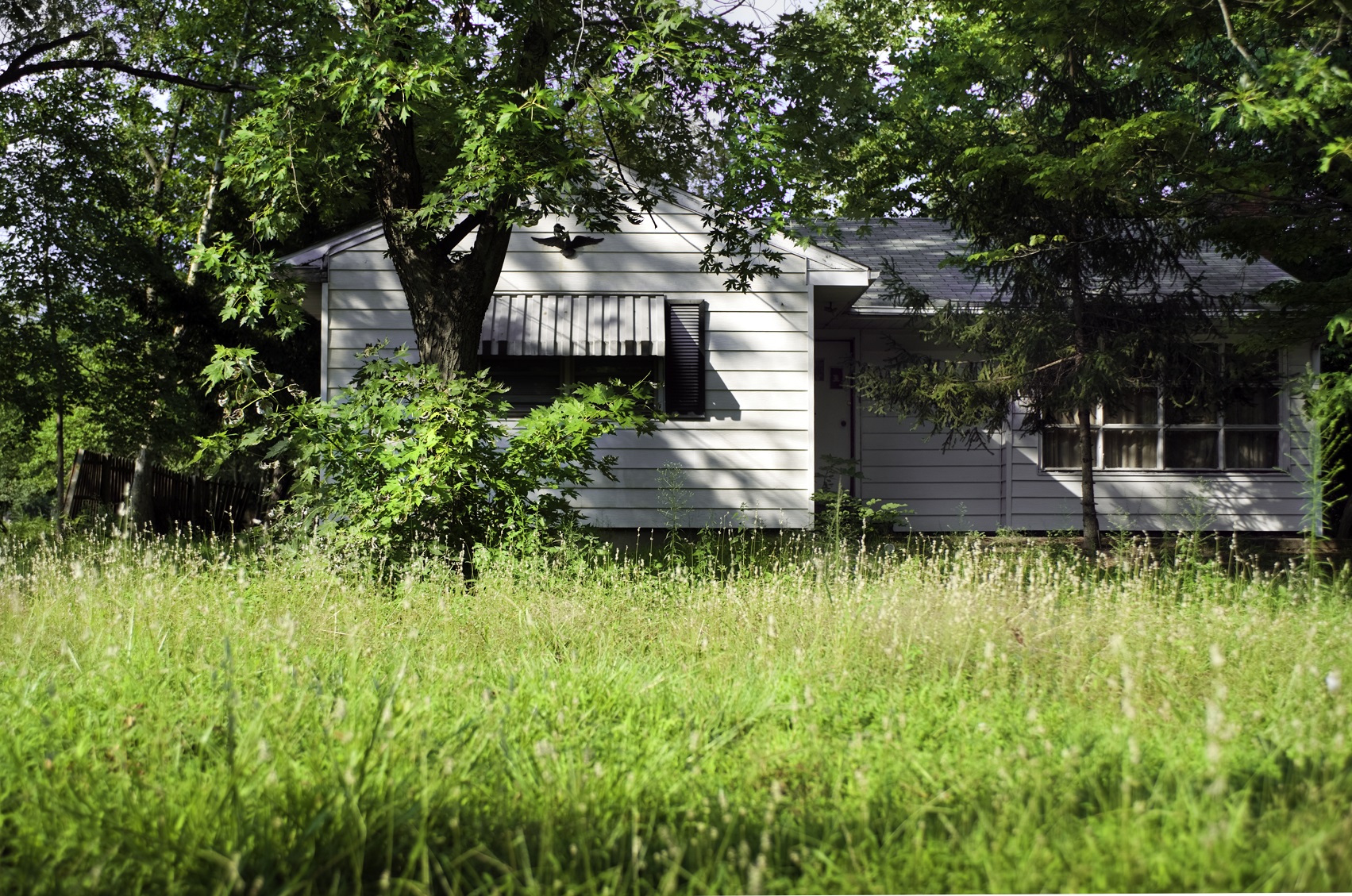 Weeds/Tall Grass